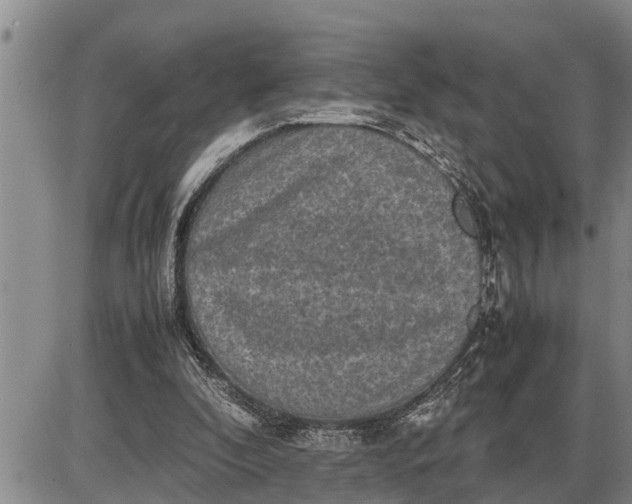 X0000085250296200703231657