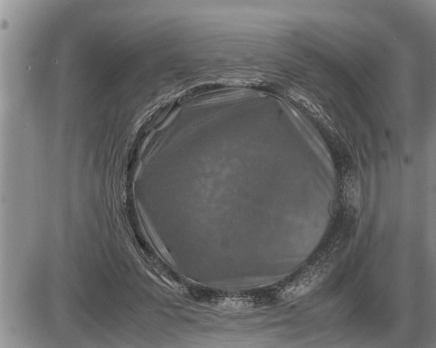 X0000085250303200703231657