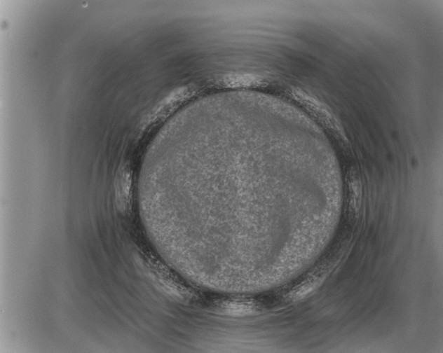 X0000085250308200703231656