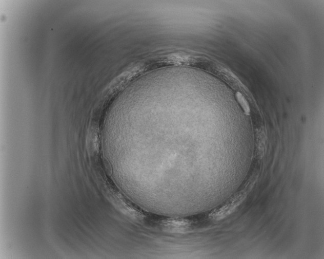 X0000085250313200703231656