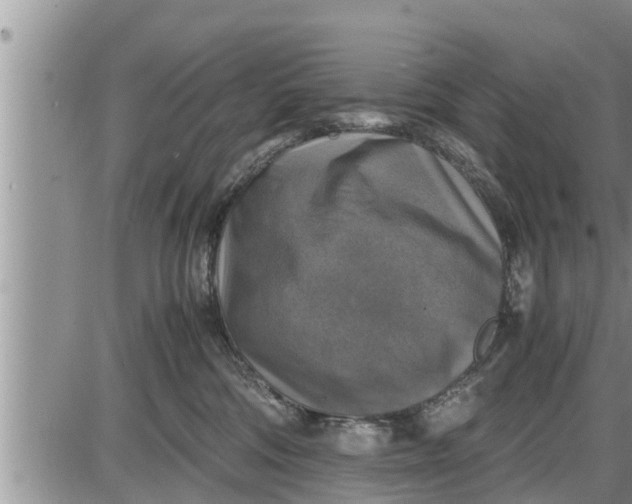 X0000085250330200703231656