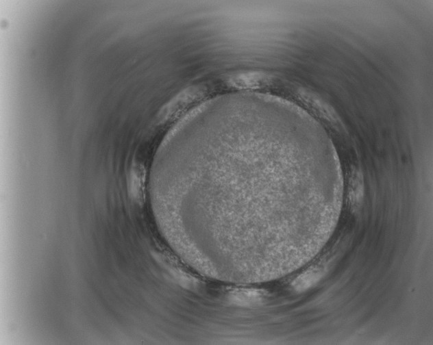 X0000085250332200703231656