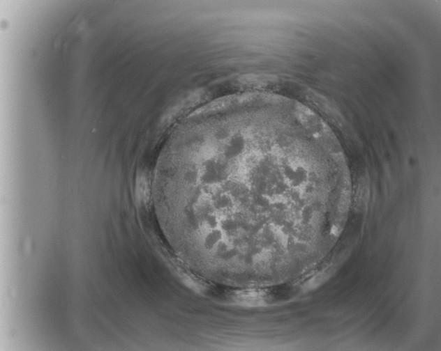 X0000085250335200703231656