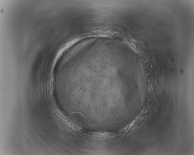 X0000085250342200703231655