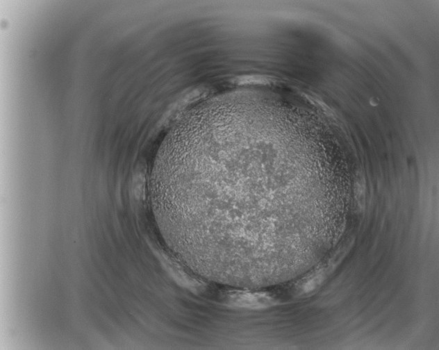 X0000085250379200703231656