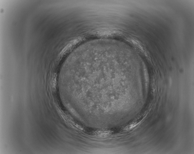 X0000085250495200703231653