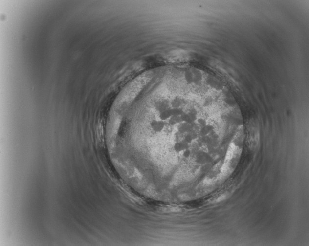 X0000085250523200703231653