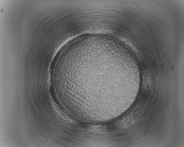 X0000085250584200703231652