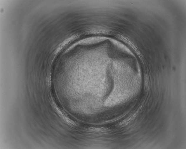 X0000085250629200703231650