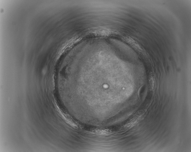 X0000085250638200703231651