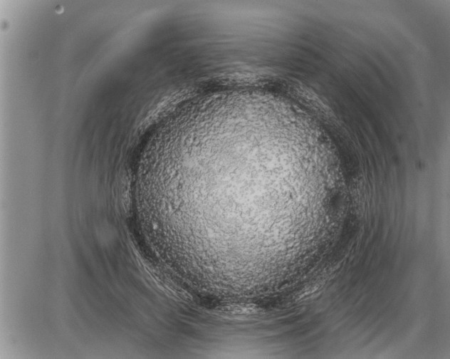 X0000085250642200703231651