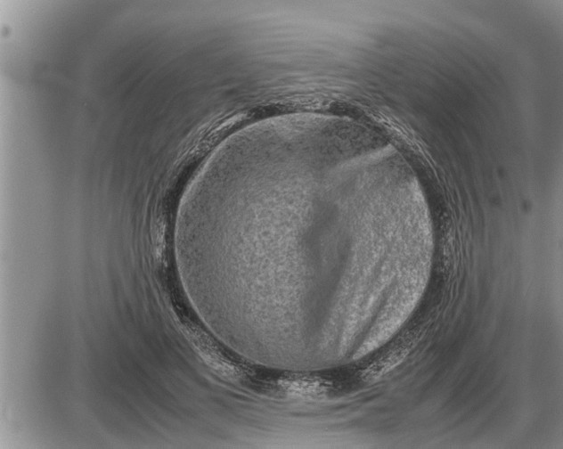 X0000085250693200703231650