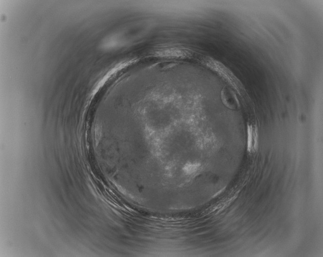 X0000085250723200703231649