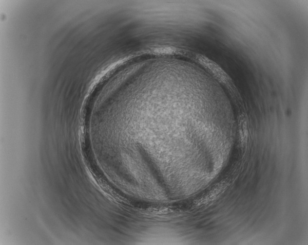 X0000085250728200703231649