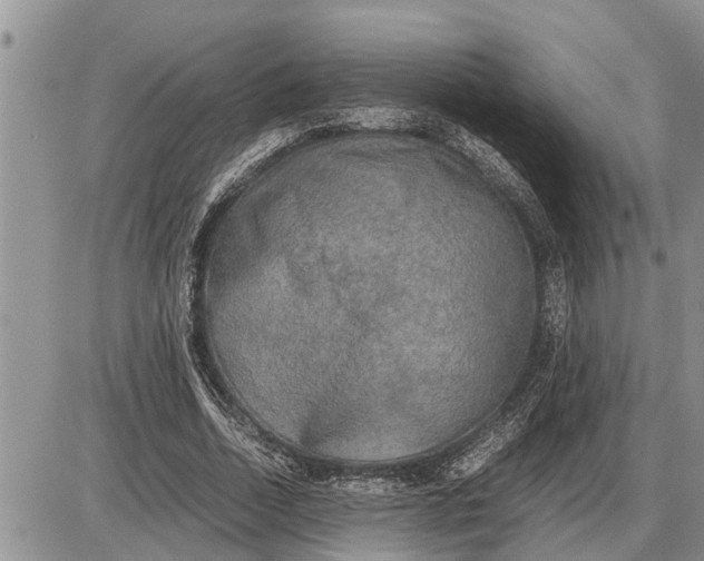 X0000085250730200703231649