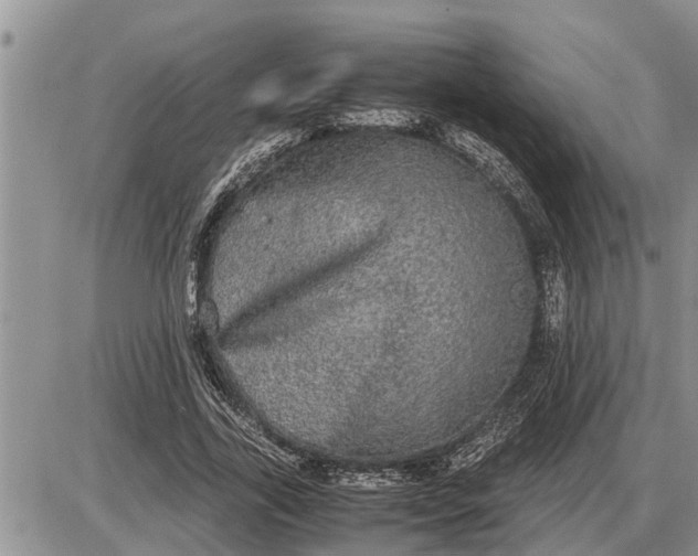 X0000085250731200703231649