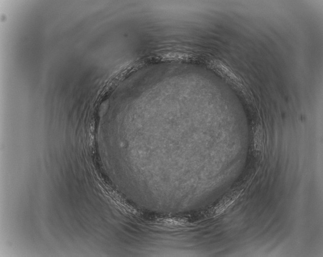 X0000085250737200703231649