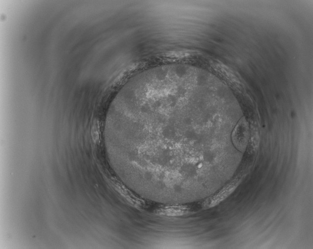 X0000085250758200703231649