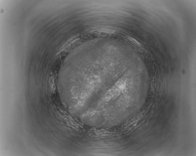 X0000085250774200703231649