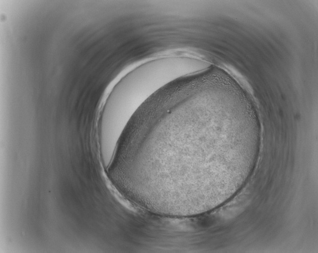 X0000085250816200703231648