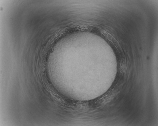 X0000085250865200703231647