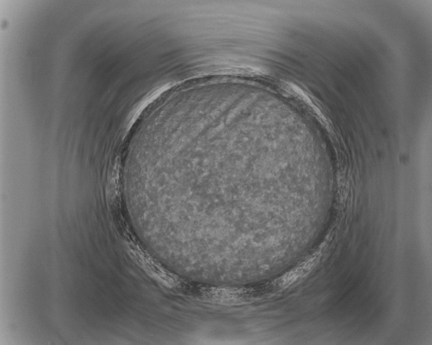 X0000085250875200703231647