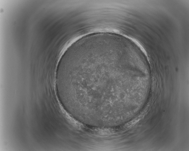 X0000085250895200703231647