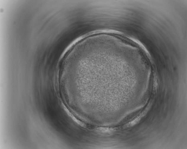 X0000085250910200703231646