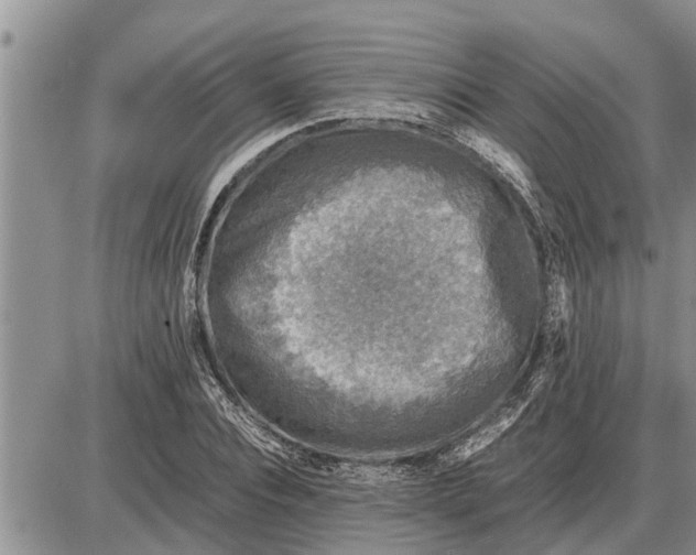 X0000085250928200703231646