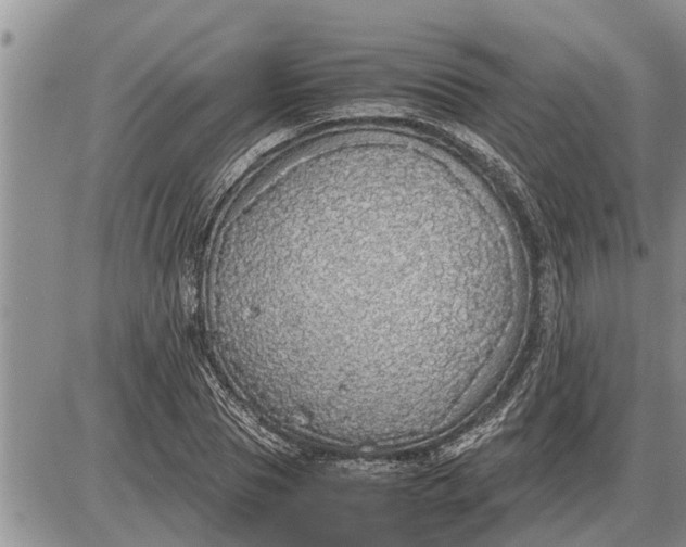 X0000085250929200703231646