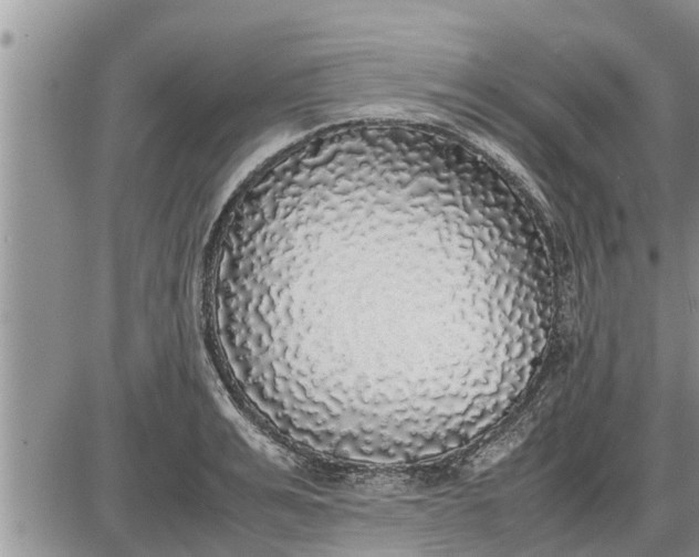 X0000085250991200703231645