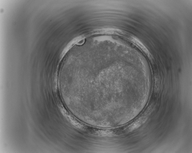 X0000085250994200703231645