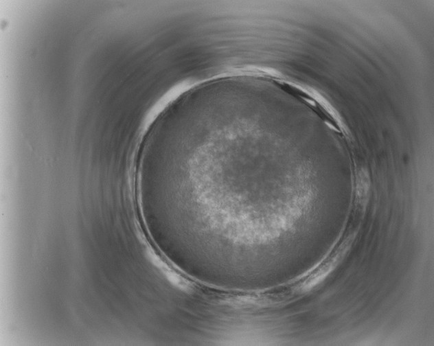 X0000085251054200703231645