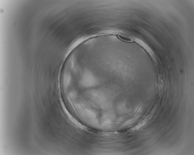 X0000085251055200703231645