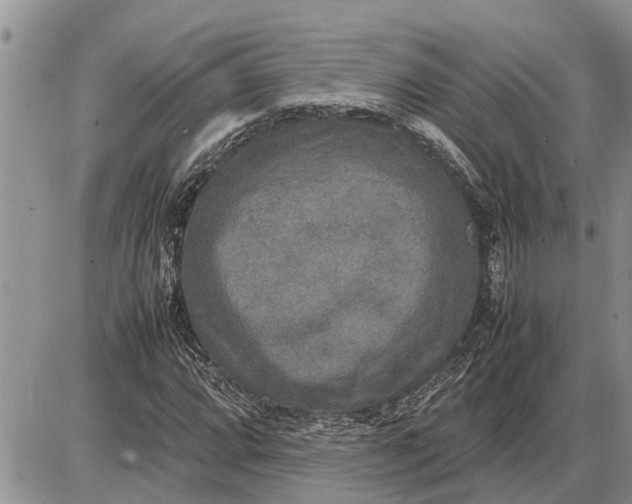 X0000085251064200703231644