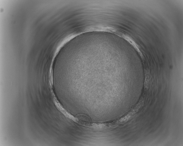 X0000085251080200703231644