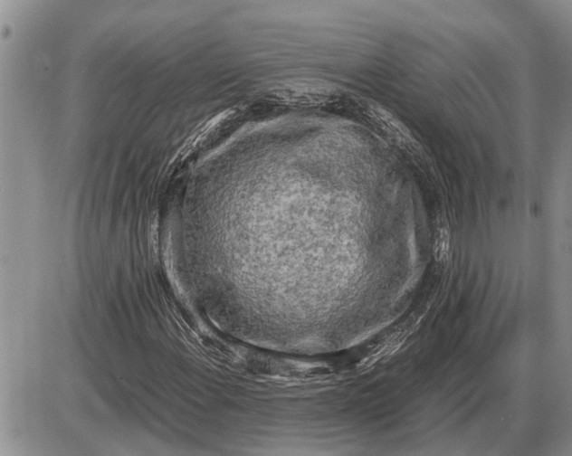 X0000085251108200703231642