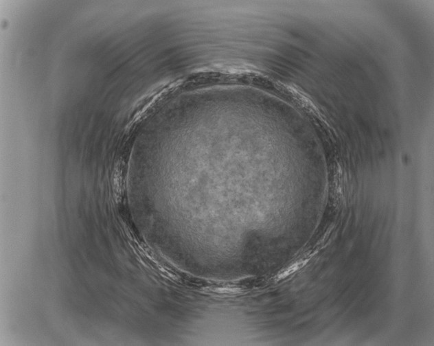 X0000085251110200703231642