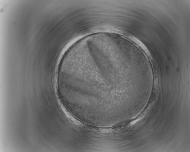 X0000085251144200703231643