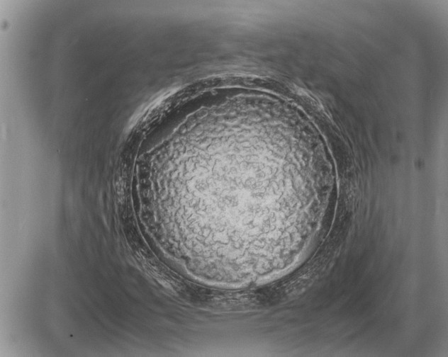 X0000085251159200703231642