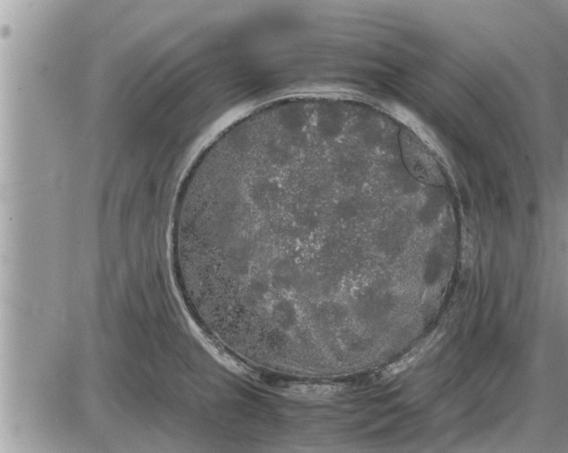 X0000085251237200703231641