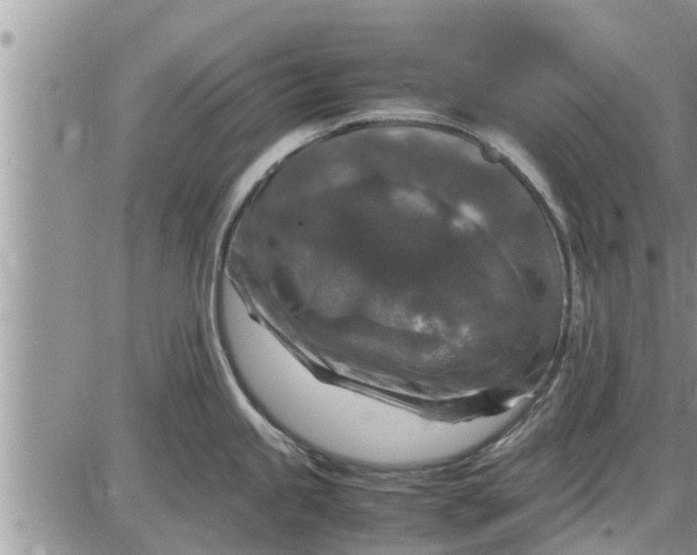 X0000085251245200703231642