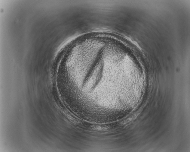 X0000085251311200703231639