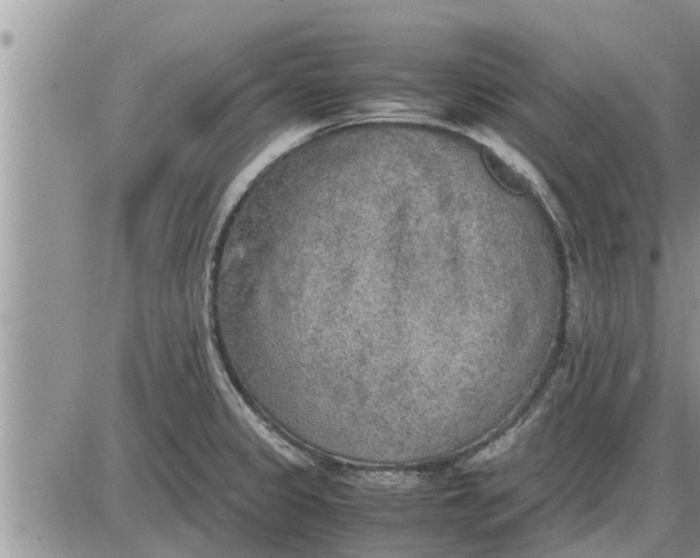 X0000085251333200703231640