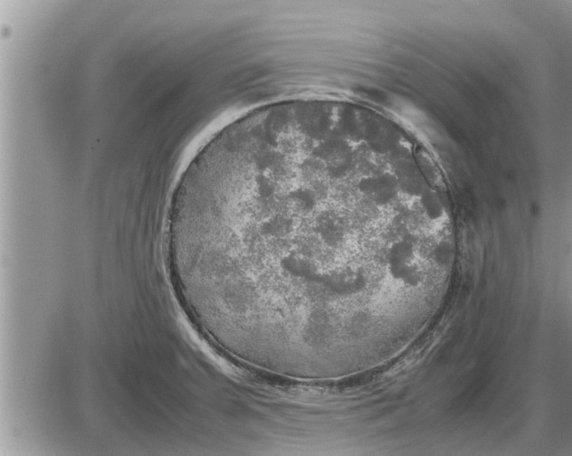 X0000085251379200703231639