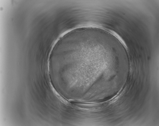 X0000085251388200703231638