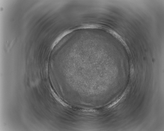 X0000085251417200703231638