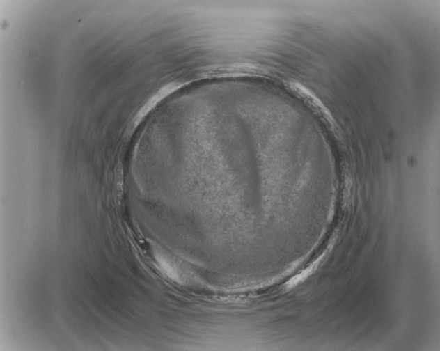 X0000085251457200703231637