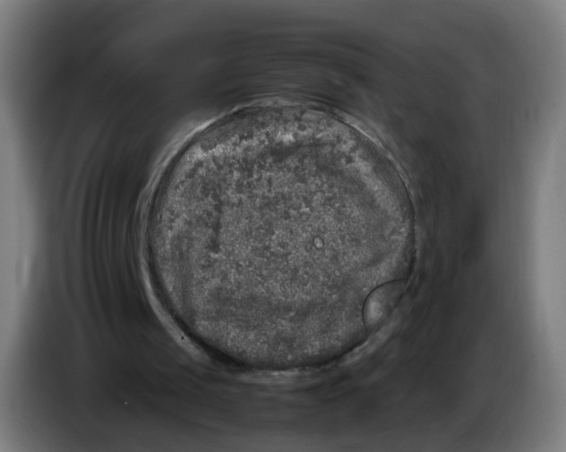 X0000085250049200703301819