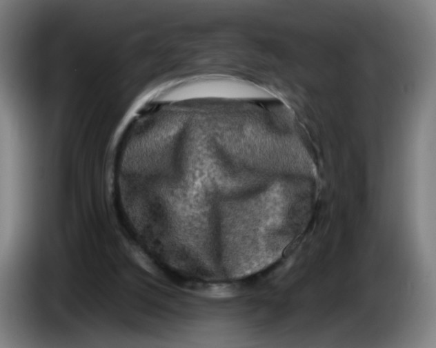 X0000085250056200703301819